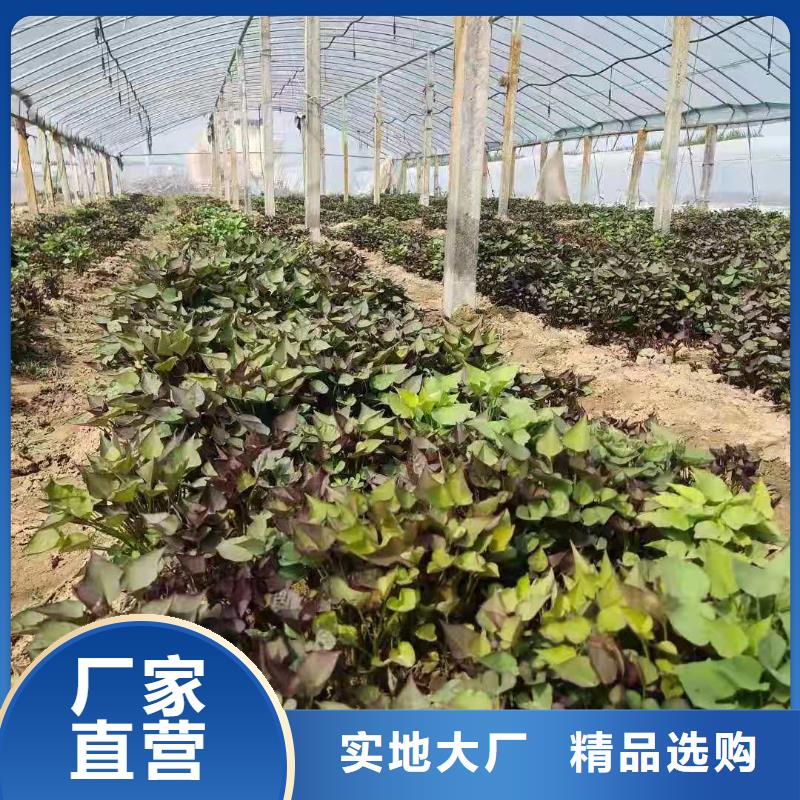 紫薯苗-羽衣甘藍粉歡迎新老客戶垂詢