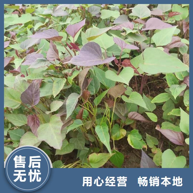 【紫薯苗】羽衣甘藍粉質量安全可靠