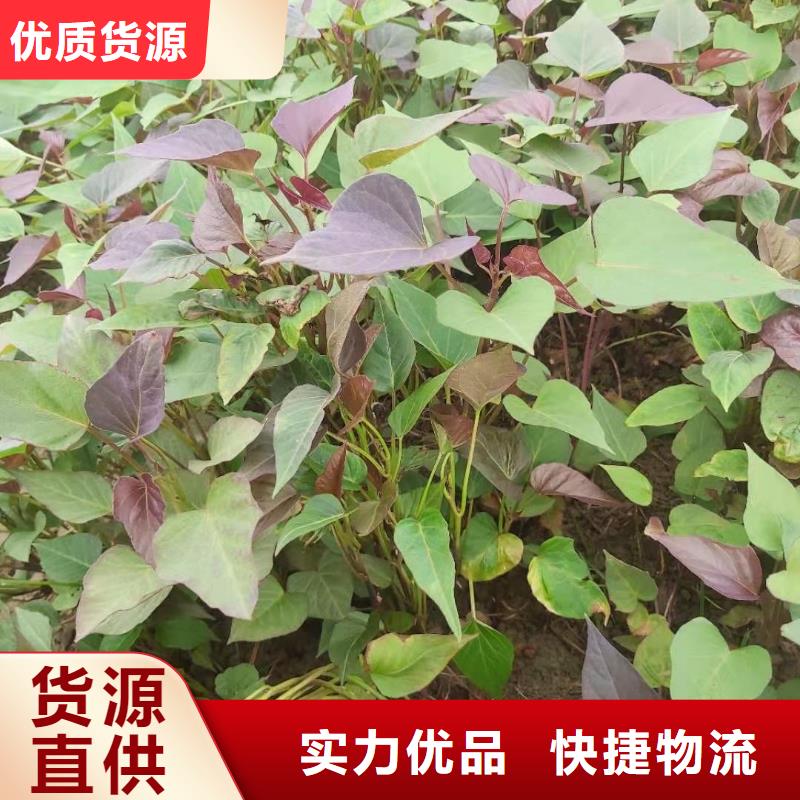 【紫薯苗】羽衣甘藍粉質(zhì)量安全可靠