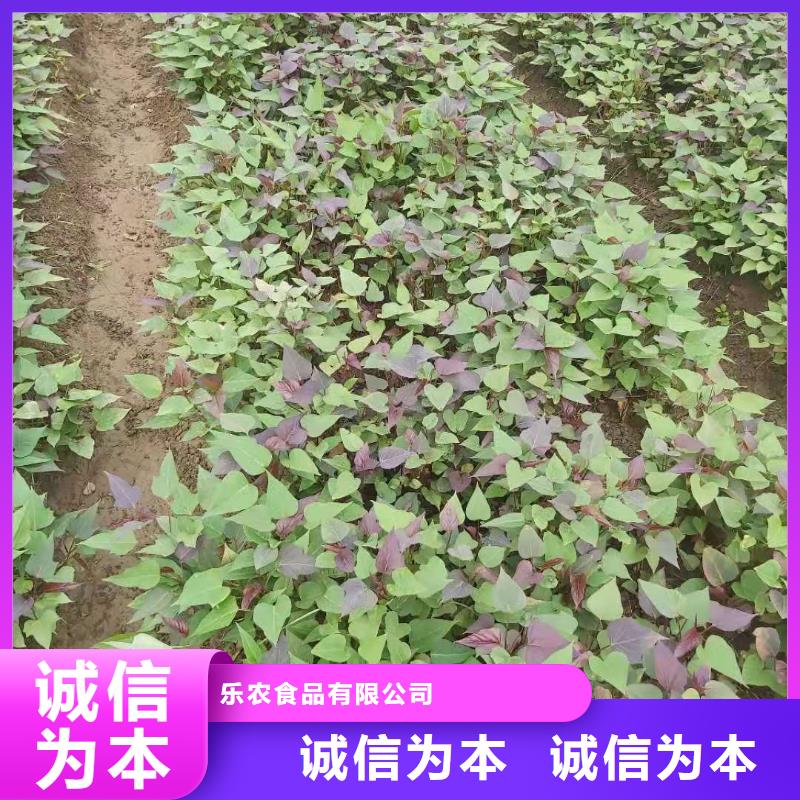 紫薯苗,【羽衣甘蓝粉】工厂直营