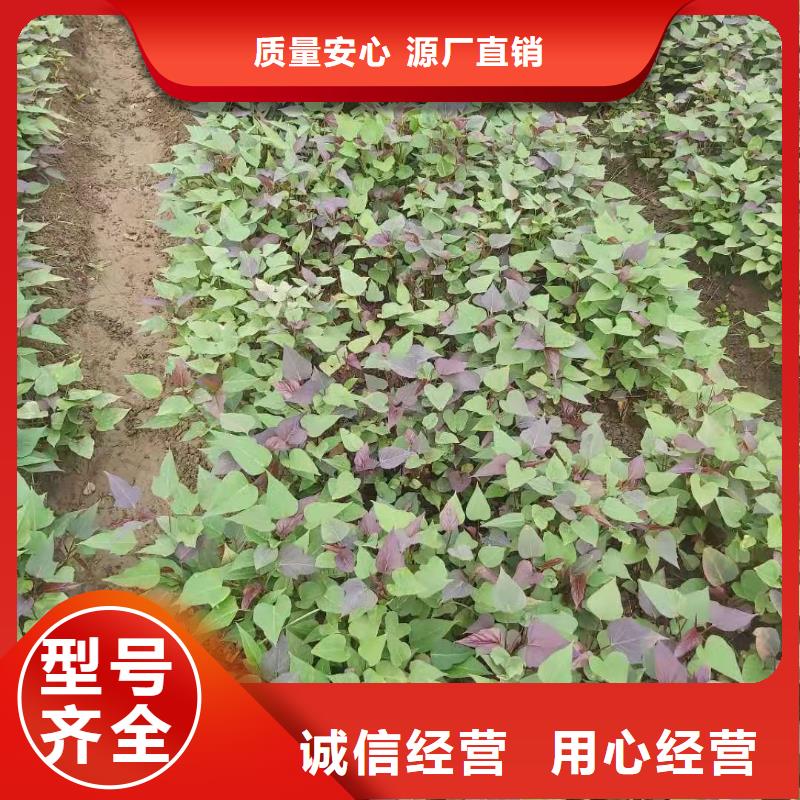 【紫薯苗,羽衣甘藍粉性價比高】