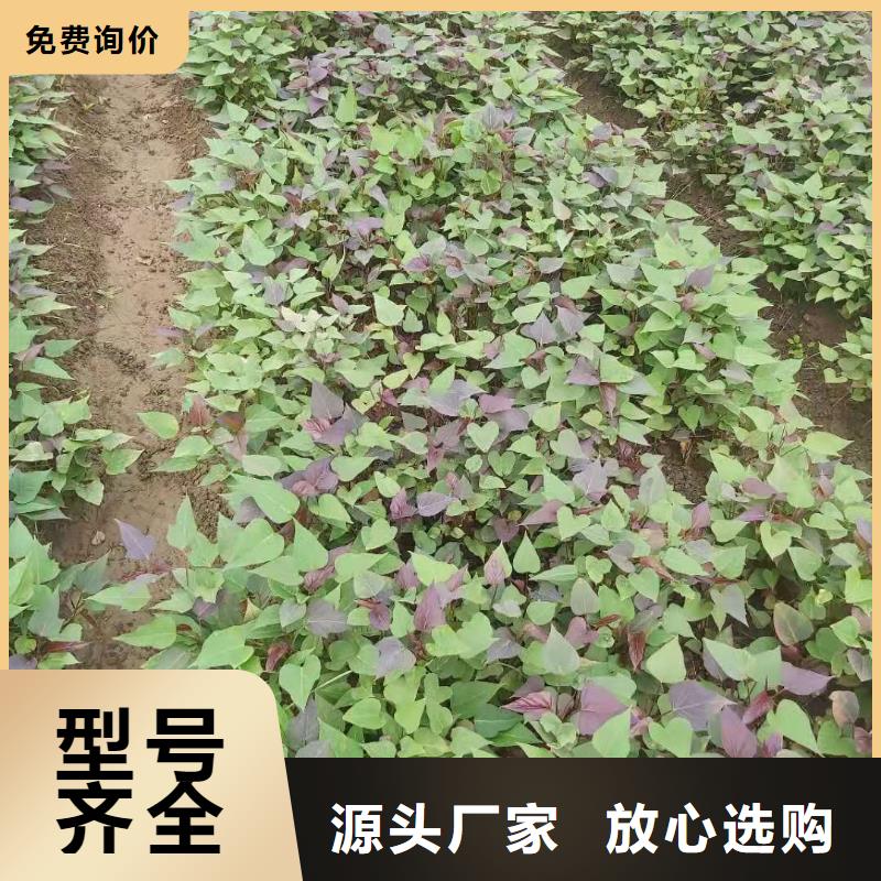 紫薯苗_羽衣甘藍(lán)粉按需定做