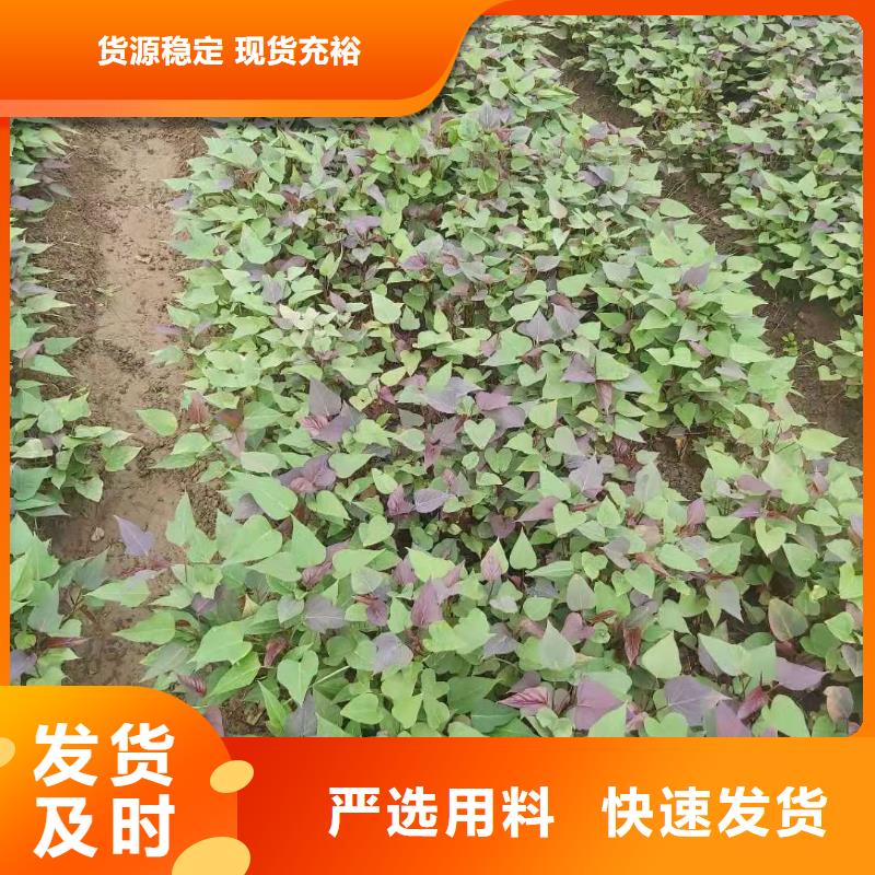 紫薯苗【羽衣甘藍粉】免費回電