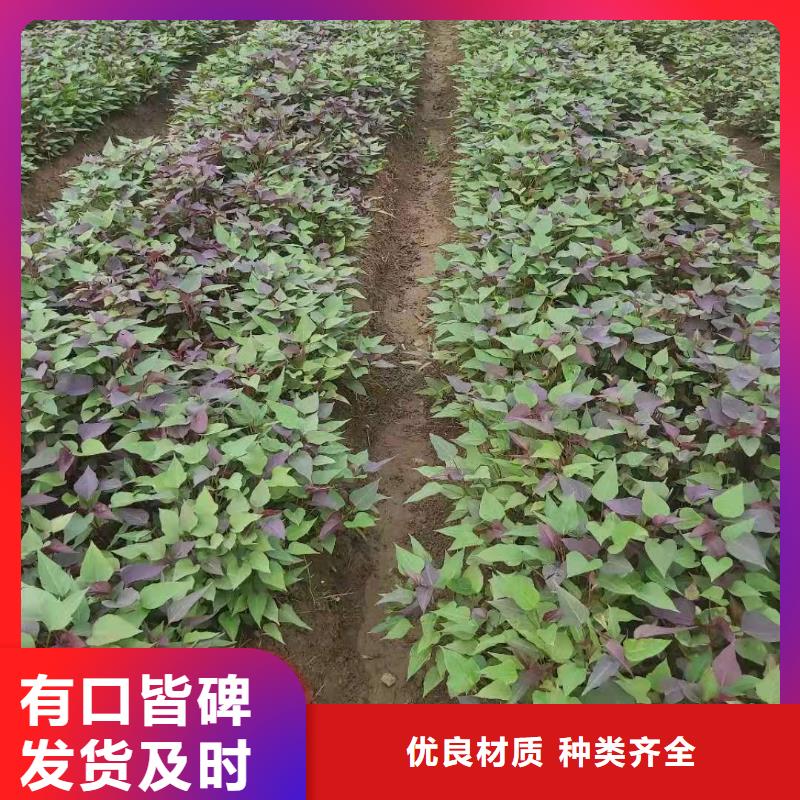 紫薯苗【胡萝卜丁厂家】支持货到付清