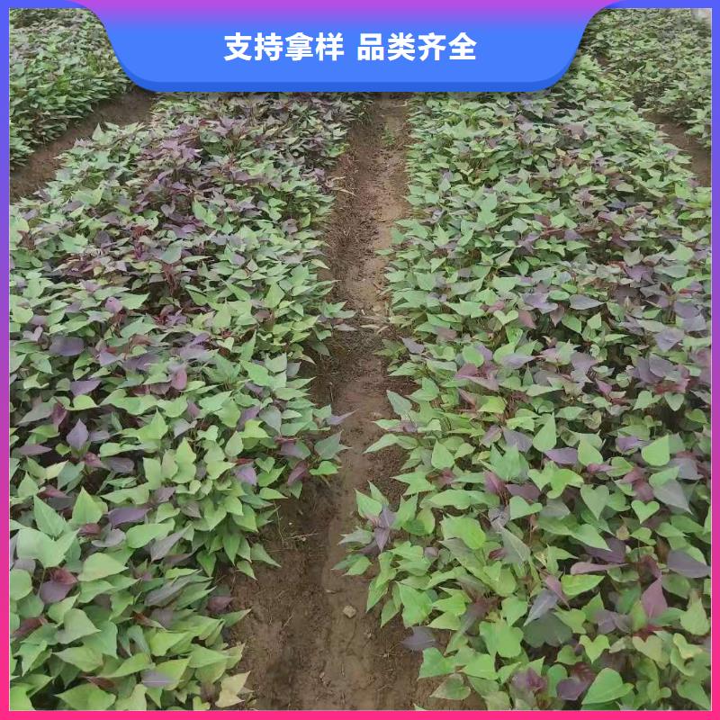 紫薯苗【紫薯雪花片】省心又省錢