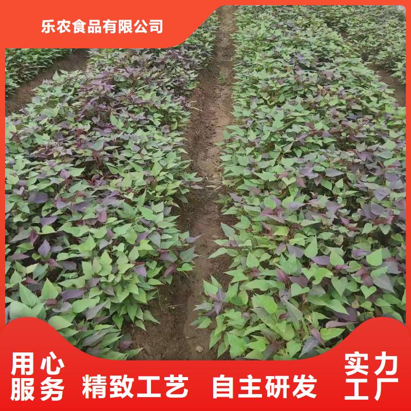 紫薯苗【紫薯雪花片】省心又省錢