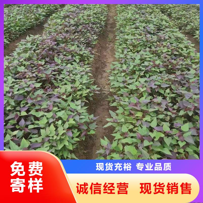 紫薯苗【紫薯雪花片】省心又省錢(qián)