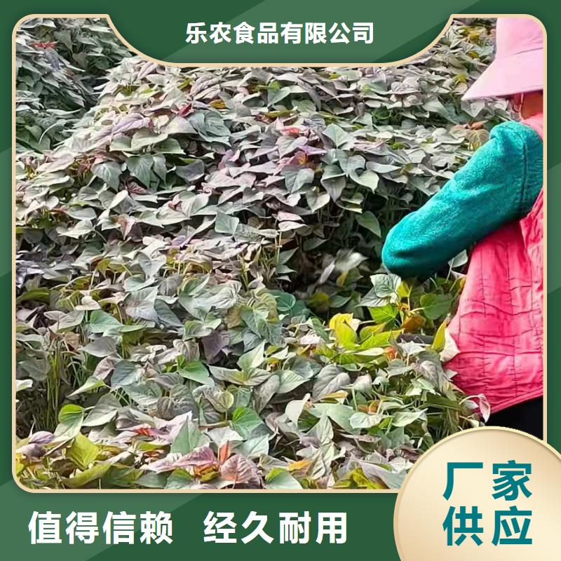 紫薯苗羽衣甘藍粉多年經(jīng)驗值得信賴