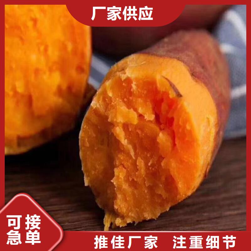 紫薯苗【羽衣甘藍(lán)粉】廠家直銷貨源充足