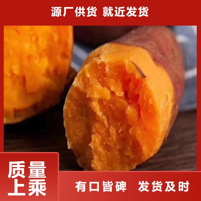 【紫薯苗羽衣甘藍(lán)粉廠家經(jīng)驗豐富】