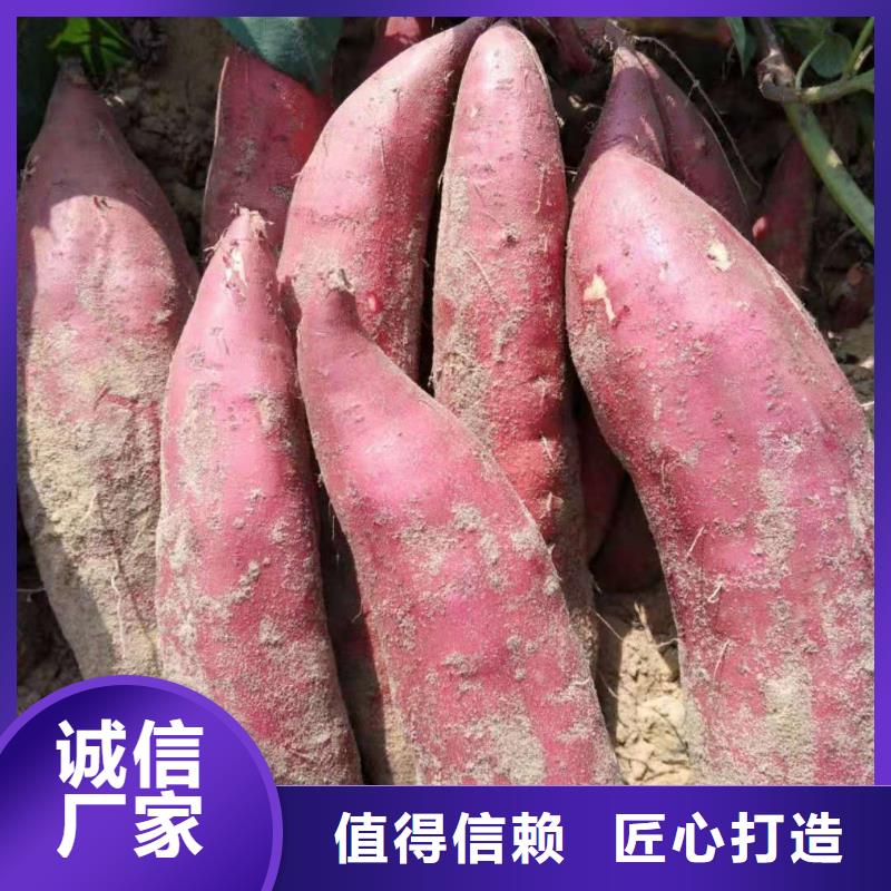 【紫薯苗】羽衣甘藍(lán)粉質(zhì)量安全可靠