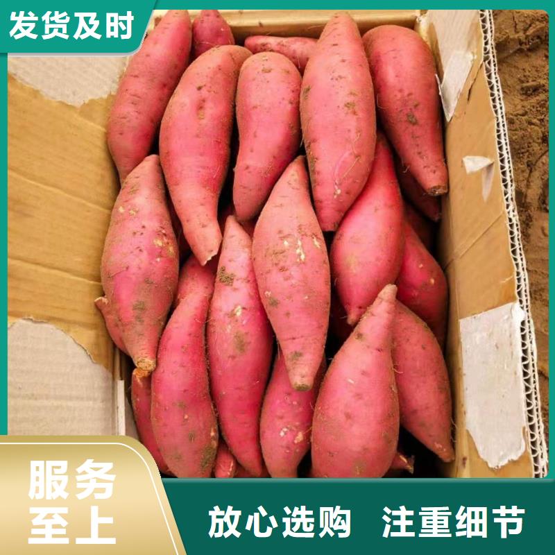 【紫薯苗】胡蘿卜粉讓客戶買的放心