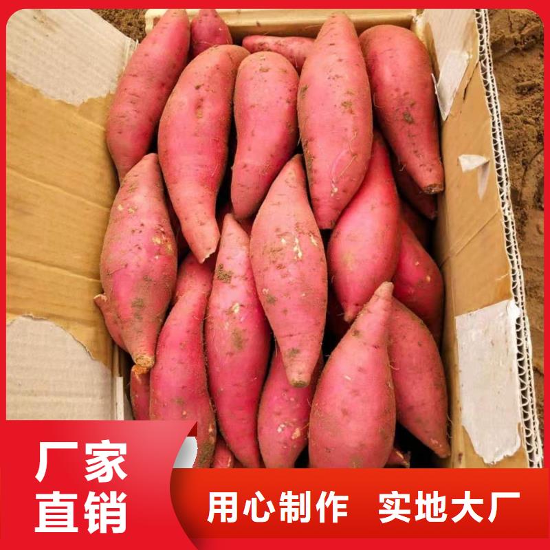 紫薯苗羽衣甘藍(lán)粉高品質(zhì)誠信廠家