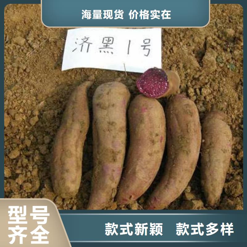 紫薯苗羽衣甘藍(lán)粉匠心品質(zhì)