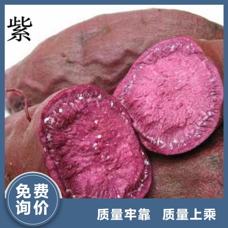 紫薯苗菠菜粉廠(chǎng)家多年行業(yè)積累