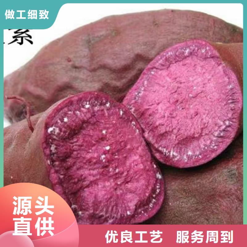 【紫薯苗】紫薯粉好產品價格低