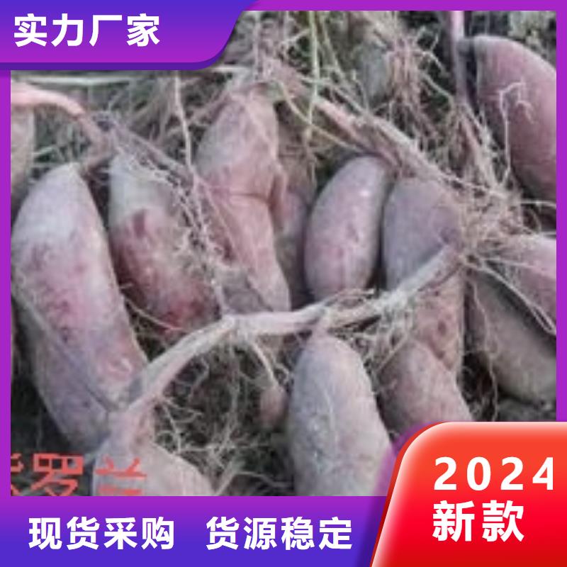 紫薯苗【紫薯雪花片】省心又省錢