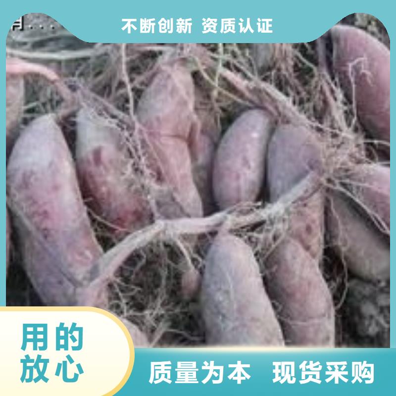 【紫薯苗紫薯雪花片按需定做】