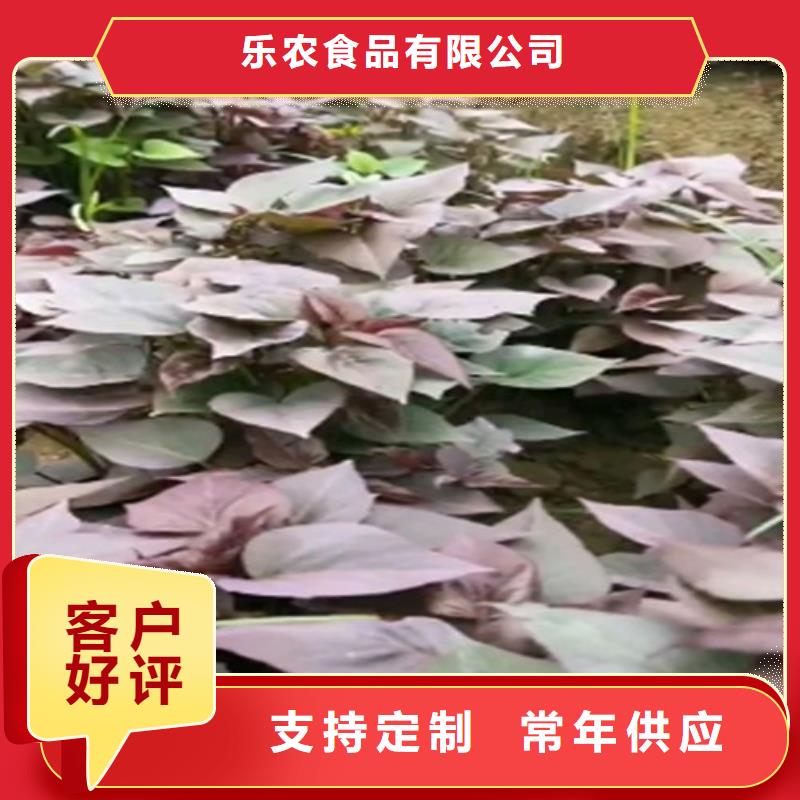 【紫薯苗】羽衣甘藍(lán)粉質(zhì)量安全可靠