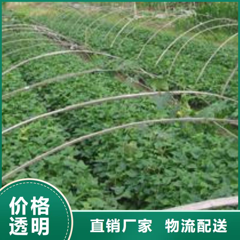 紫薯苗【羽衣甘藍粉】來圖定制量大從優(yōu)