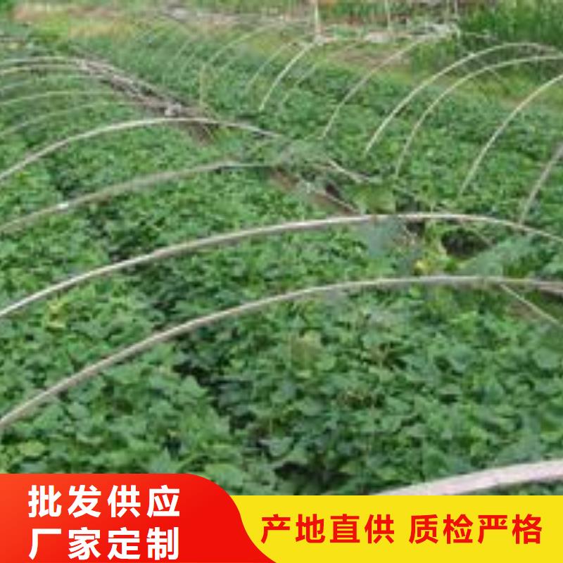 紫薯苗【羽衣甘藍粉】來圖定制量大從優