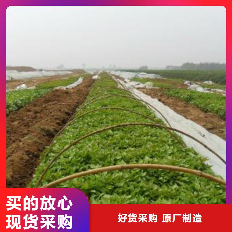 【紫薯苗】羽衣甘藍粉質(zhì)量安全可靠