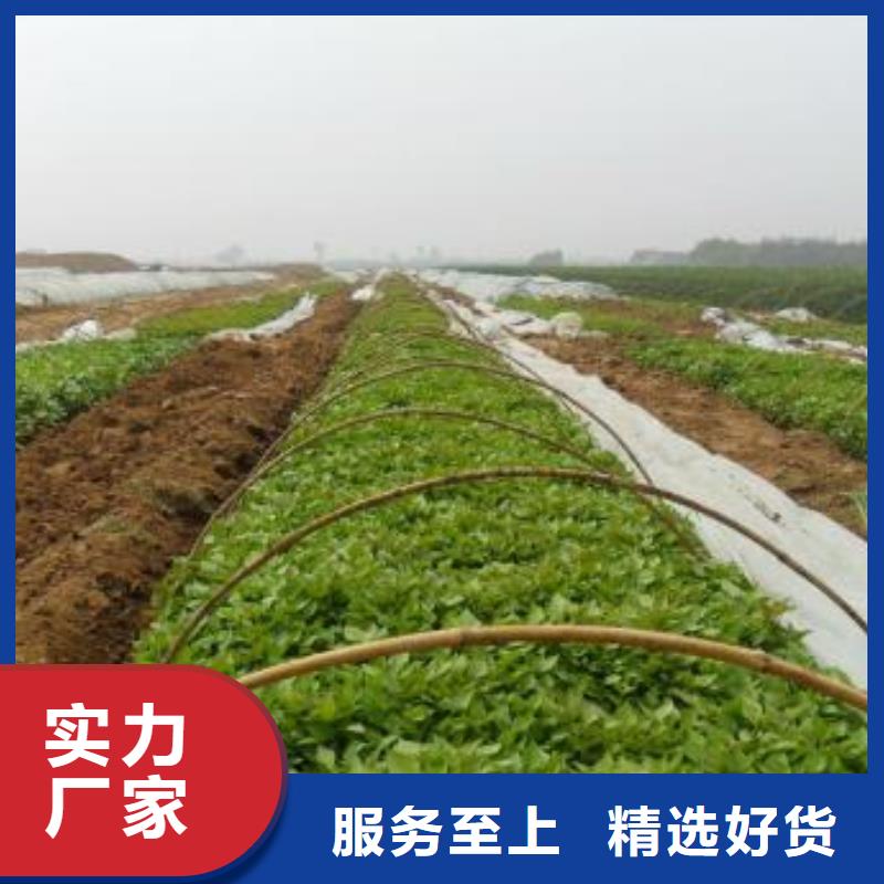 紫薯苗紅薯粉廠家優質材料廠家直銷