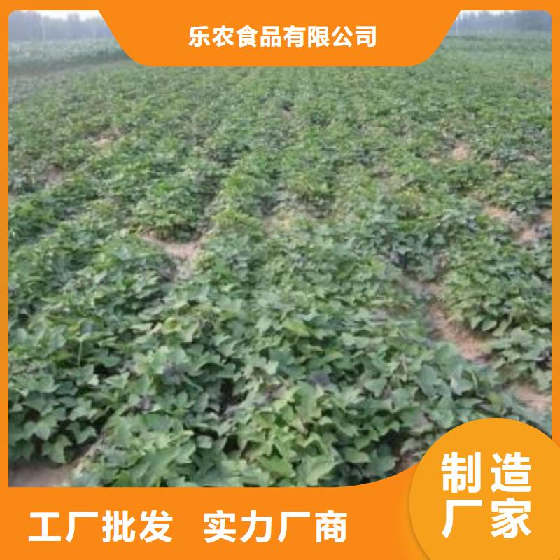 紫薯苗_【紫薯粉厂家】量大从优