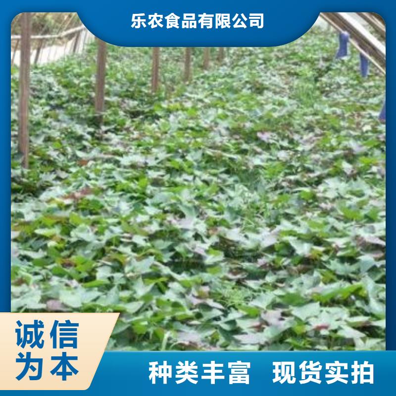 紫薯苗【羽衣甘藍粉】來圖定制量大從優