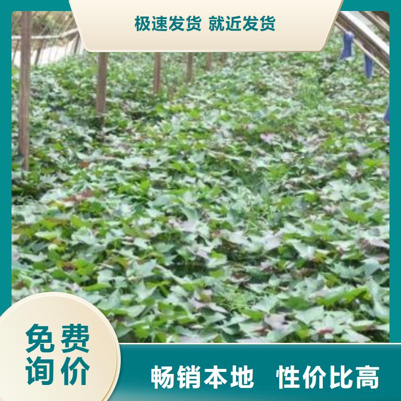 【紫薯苗羽衣甘藍粉用心做產品】