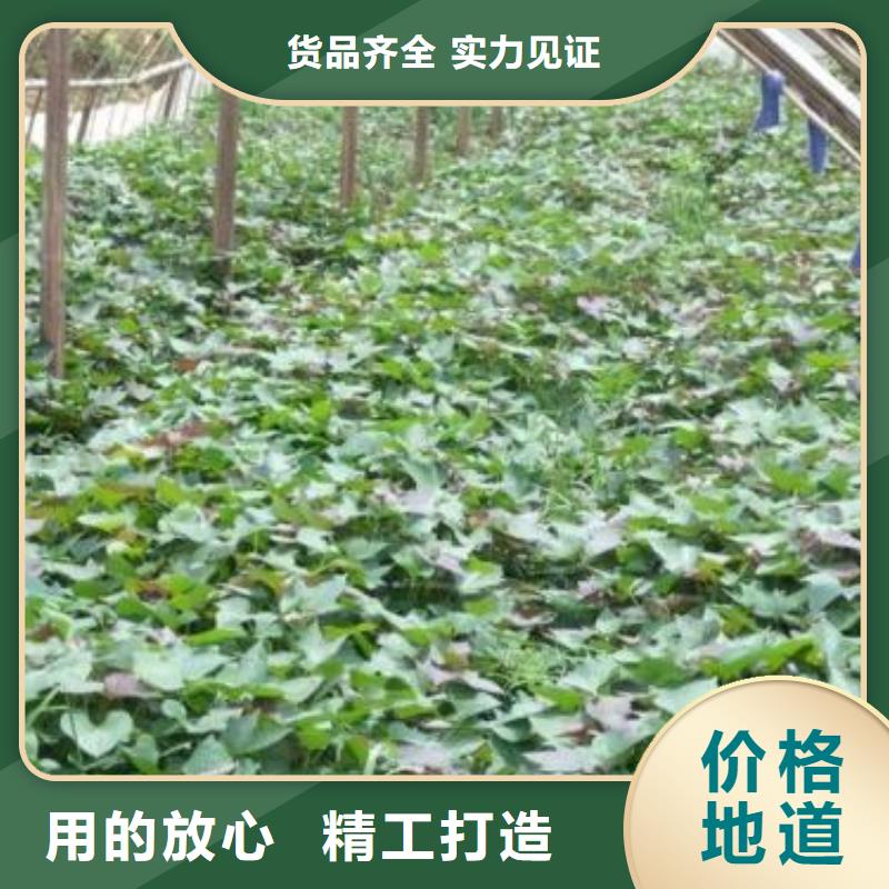 【紫薯苗】,羽衣甘藍(lán)粉應(yīng)用范圍廣泛