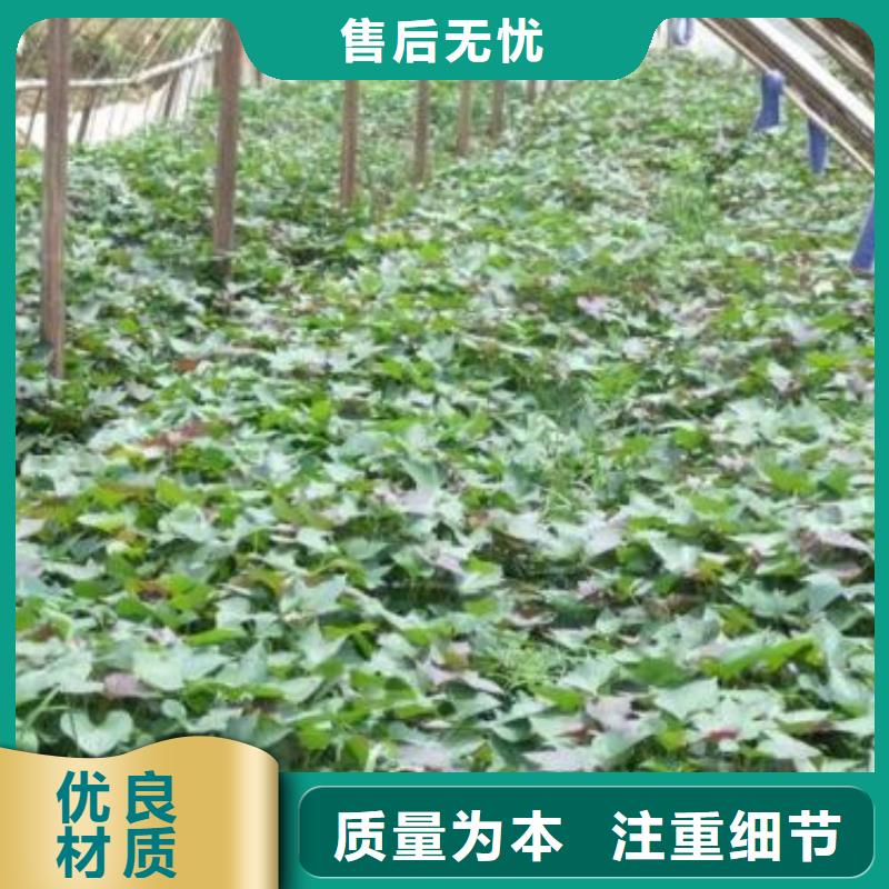 紫薯苗【羽衣甘藍粉】來圖定制量大從優