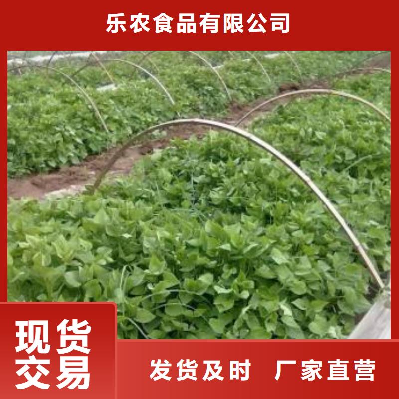 紫薯苗【羽衣甘藍粉】免費回電