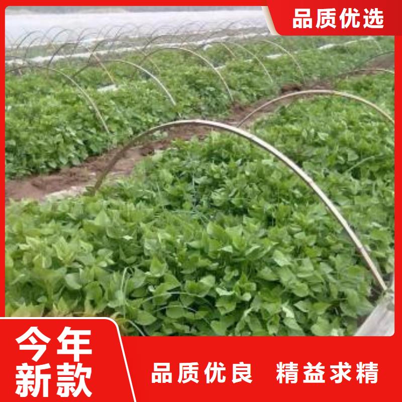 紫薯苗羽衣甘藍粉匠心品質(zhì)