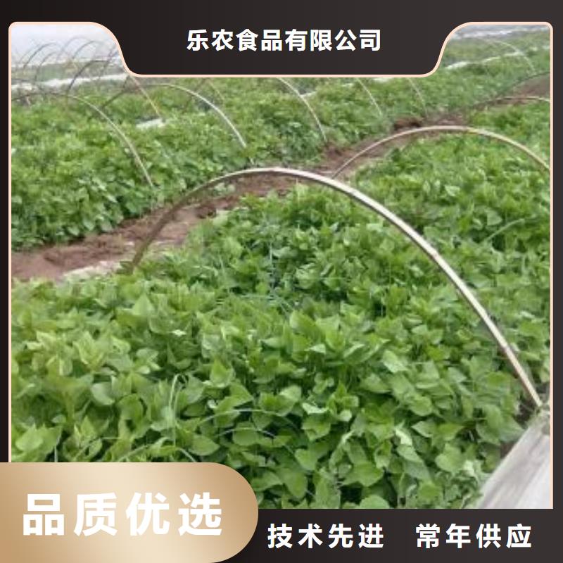 紫薯苗_羽衣甘藍粉來圖加工定制