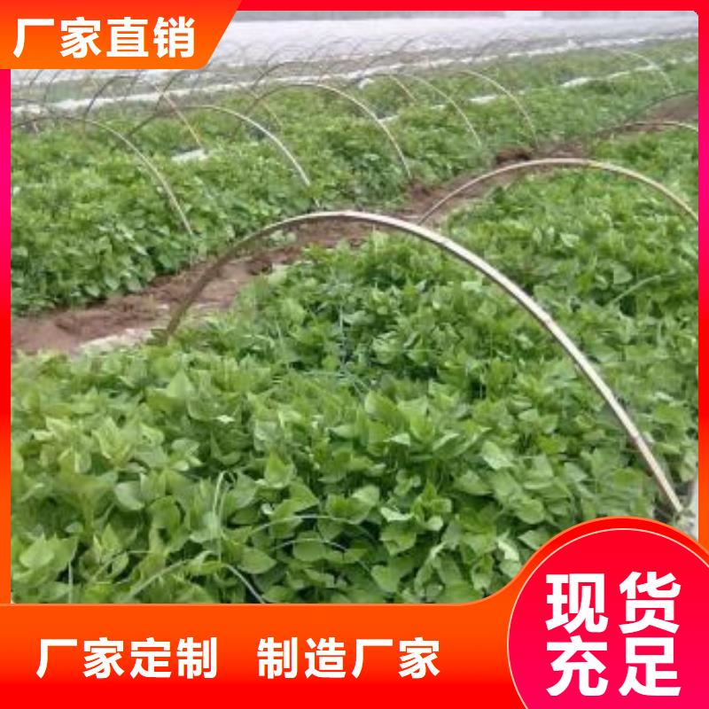 紫薯苗_羽衣甘藍(lán)粉按需定做