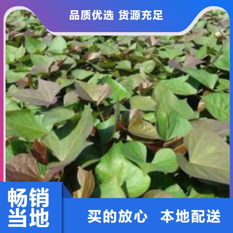 【紫薯苗】羽衣甘藍粉實力廠商