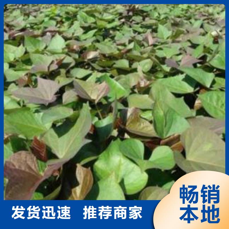 紫薯苗-羽衣甘蓝粉品种全