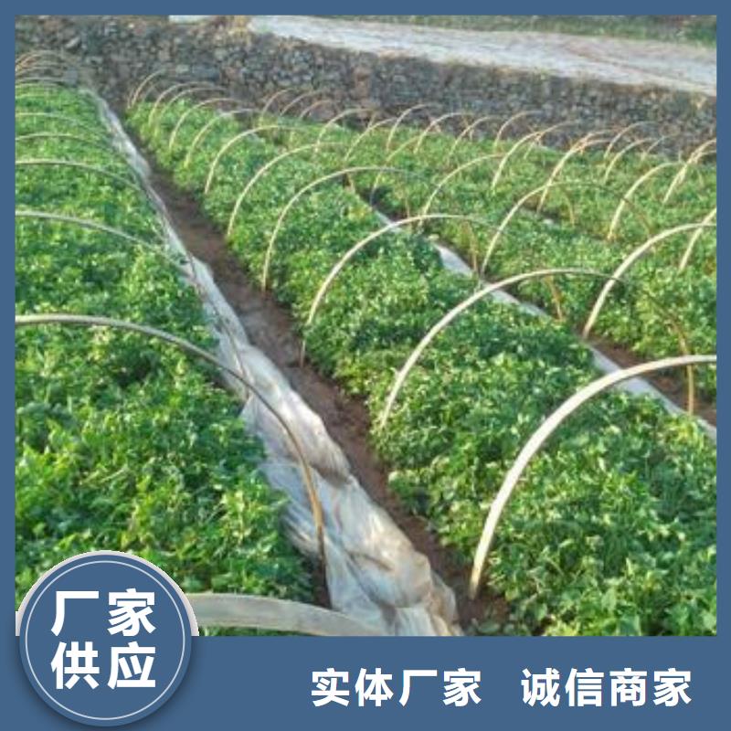 紫薯苗羽衣甘藍粉高品質(zhì)誠信廠家