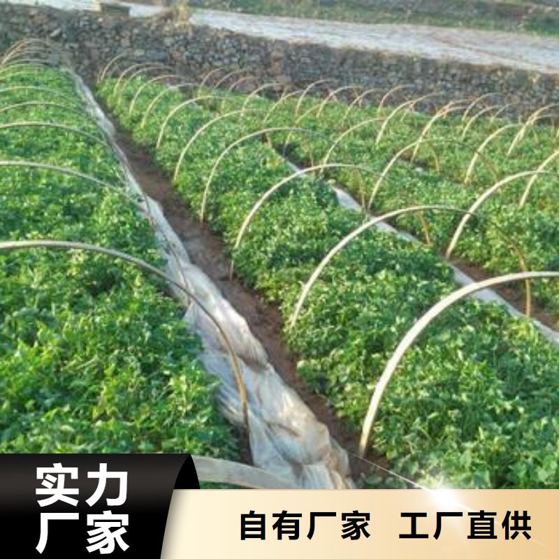 紫薯苗羽衣甘藍粉敢與同行比質量