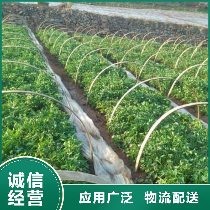 紫薯苗【羽衣甘藍粉】來圖定制量大從優(yōu)