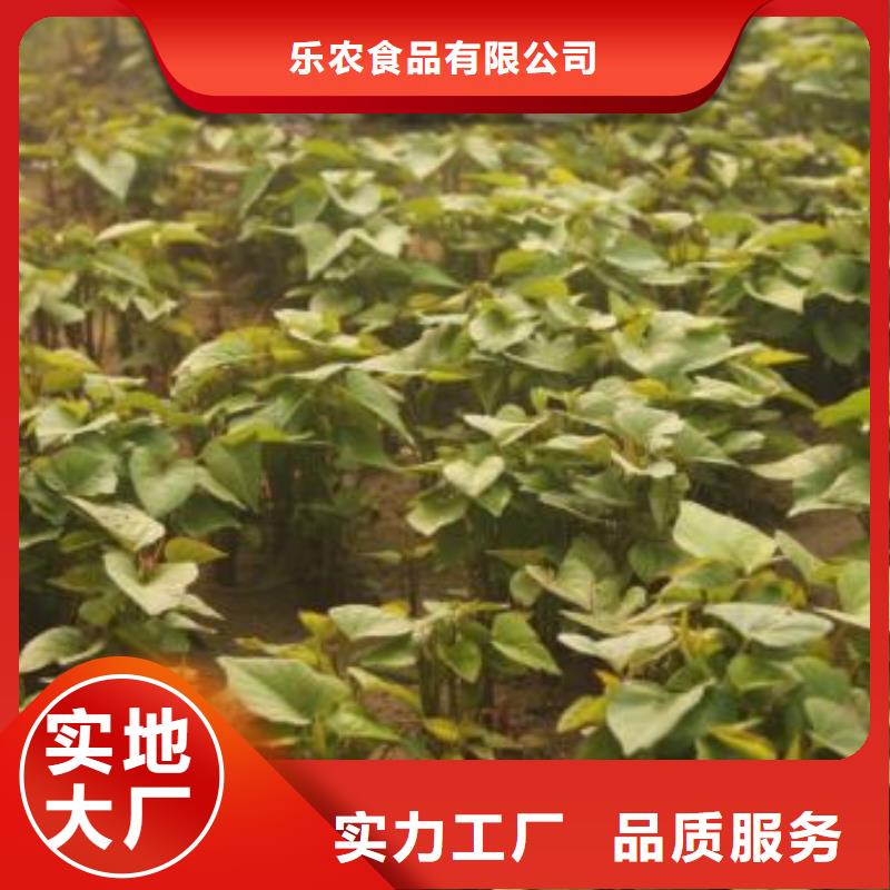 【紫薯苗】羽衣甘藍粉質(zhì)量安全可靠