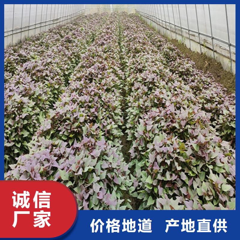 紫薯苗【紫薯雪花片】省心又省錢