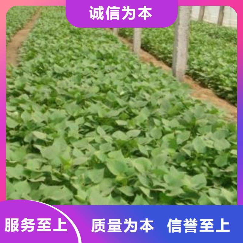 紫薯苗羽衣甘藍粉高品質(zhì)誠信廠家