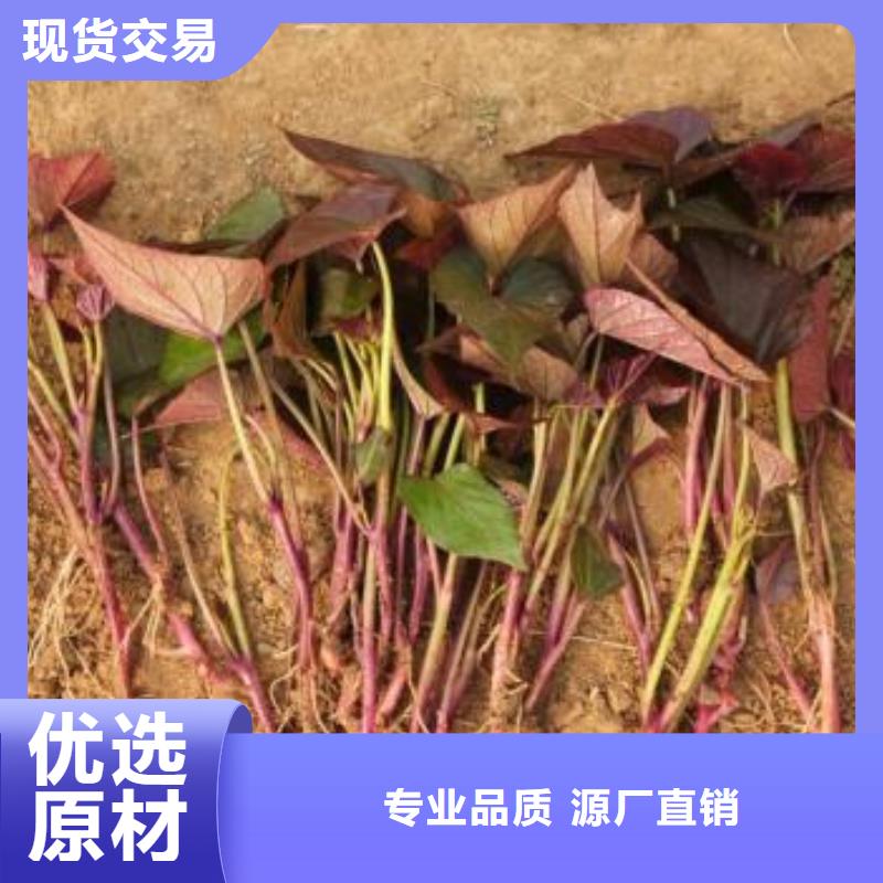 紫薯苗,南瓜丁廠家種類豐富