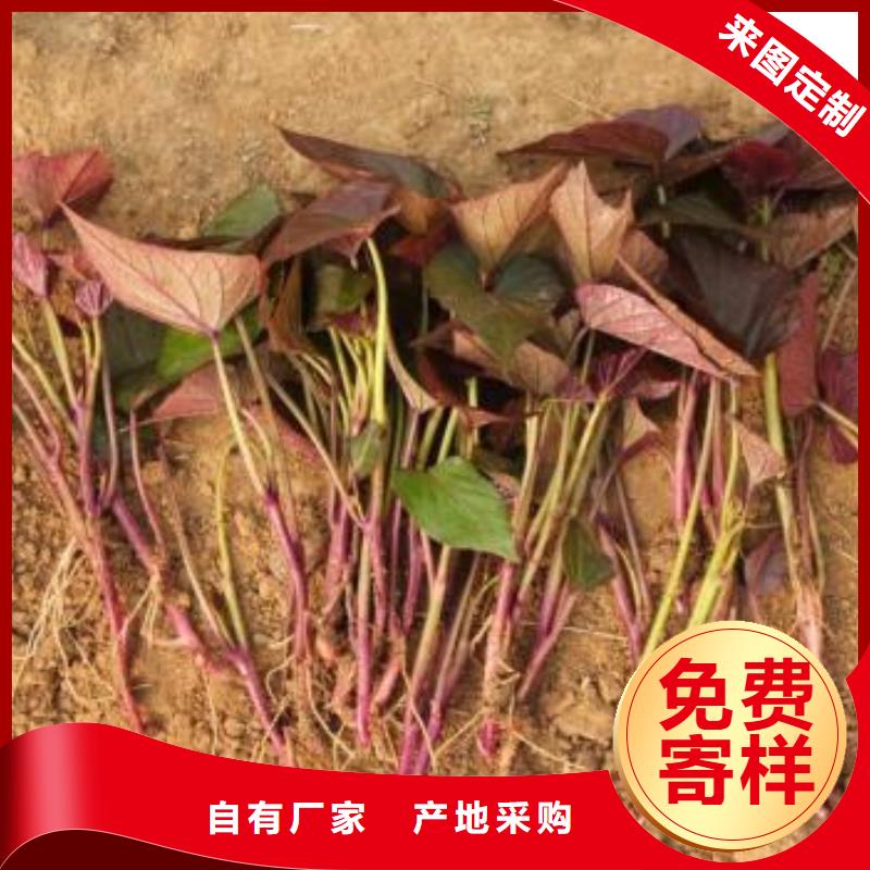 紫薯苗【羽衣甘蓝粉】设备齐全支持定制