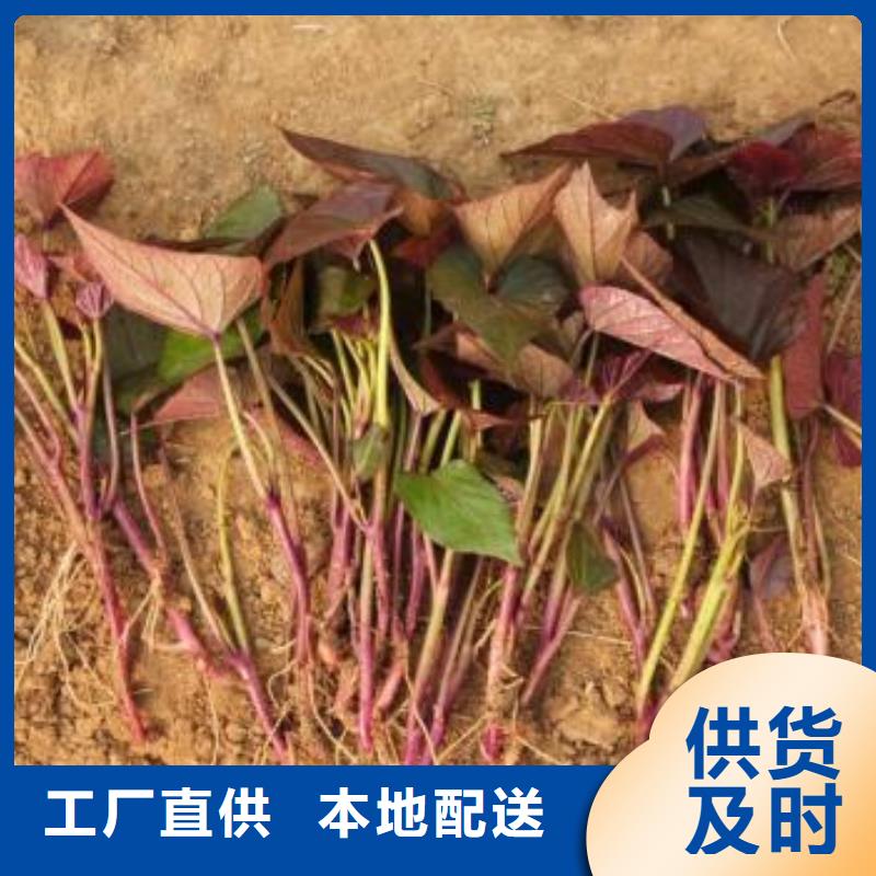 紫薯苗菠菜粉研发生产销售