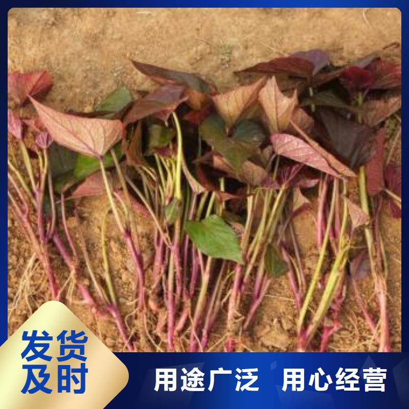 紫薯苗羽衣甘藍(lán)粉現(xiàn)貨銷售