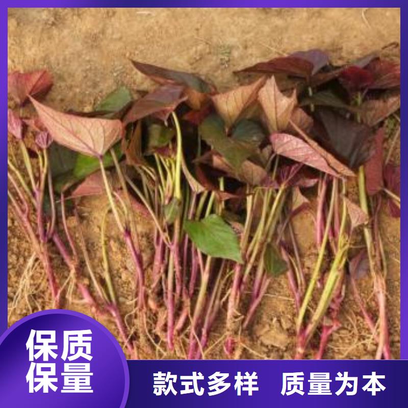 紫薯苗,紅薯粉廠家現貨直發