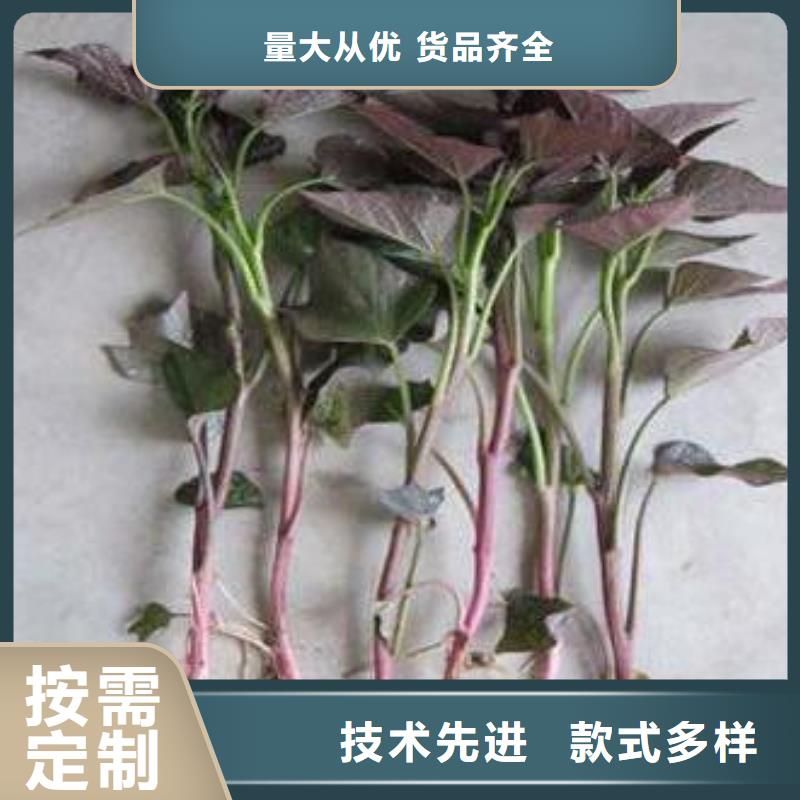 紫薯苗【羽衣甘藍粉】來圖定制量大從優